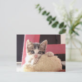 Kätzchenspielzeug-Katzenpostkarte der Bärte Postkarte (Stehend Vorderseite)