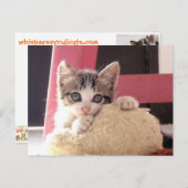 Kätzchenspielzeug-Katzenpostkarte der Bärte Postkarte (Vorne/Hinten)