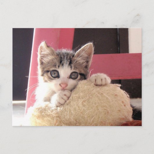 Kätzchenspielzeug-Katzenpostkarte der Bärte Postkarte (Vorderseite)