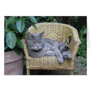 Katze