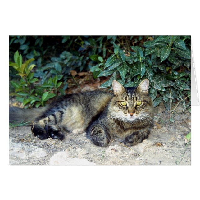 Katze (Vorderseite (Horizontal))