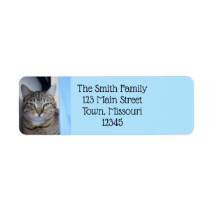 Katze