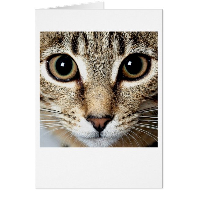 Katze (Vorne)