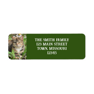 Katze