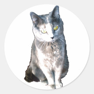 Katze 11 Aufkleber