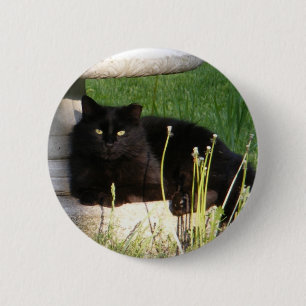 Katze 120 ~ Knopf Button