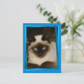Katze 1 postkarte (Stehend Vorderseite)