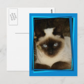 Katze 1 postkarte (Vorne/Hinten)