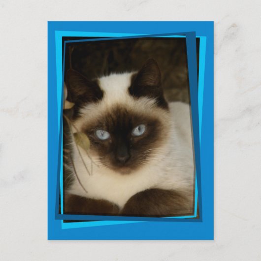 Katze 1 postkarte (Vorderseite)