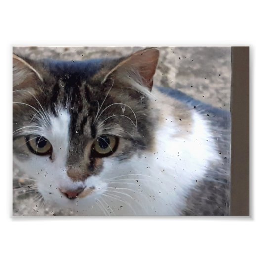 Katze am Fenster Fotodruck (Vorne)