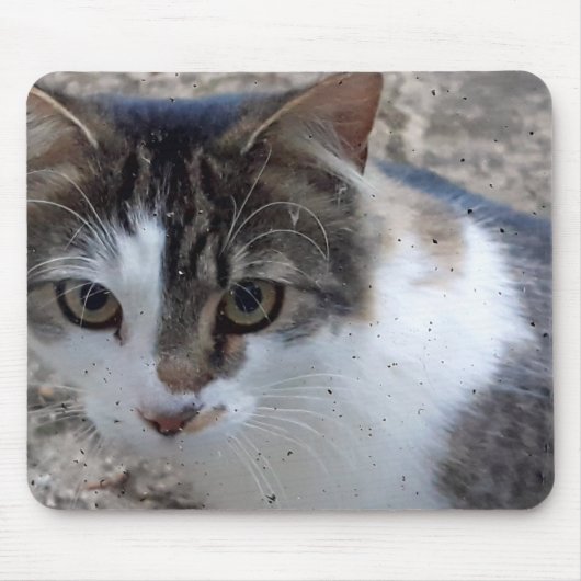 Katze am Fenster Mousepad (Vorne)