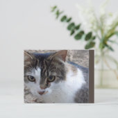 Katze am Fenster Postkarte (Stehend Vorderseite)