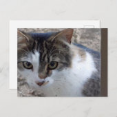 Katze am Fenster Postkarte (Vorne/Hinten)