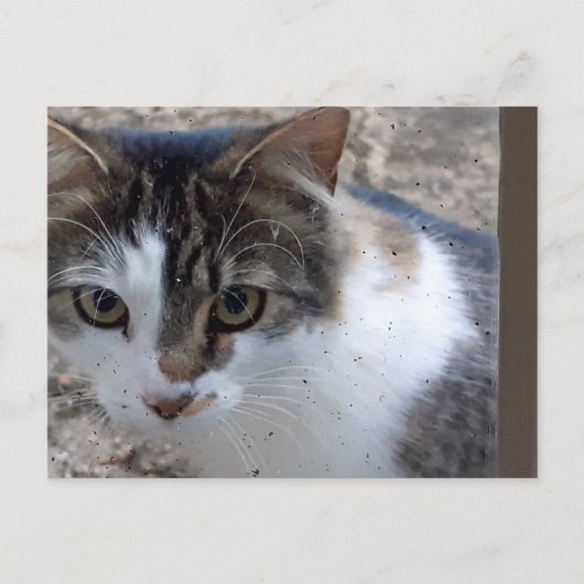 Katze am Fenster Postkarte (Vorderseite)