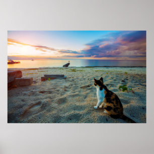 Katze am Strand Poster