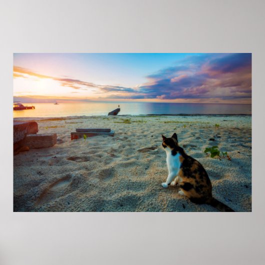 Katze am Strand Poster (Vorne)