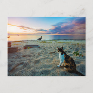 Katze am Strand Postkarte