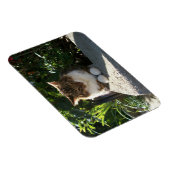Katze an einer Wand Magnet (Rechte Seite)