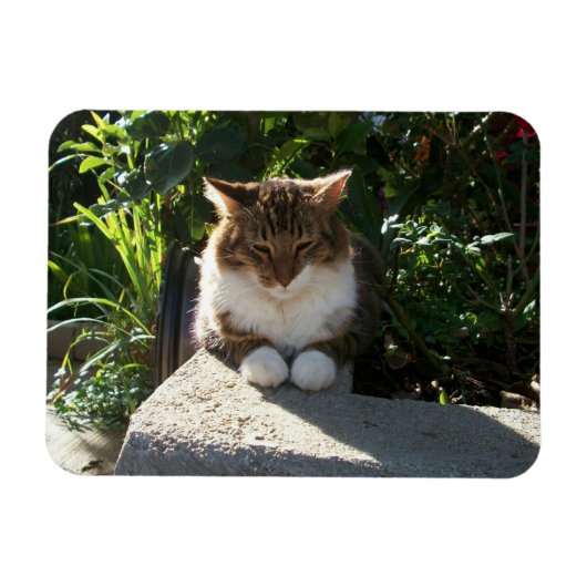 Katze an einer Wand Magnet (Horizontal)