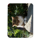 Katze an einer Wand Magnet (Vertikal)