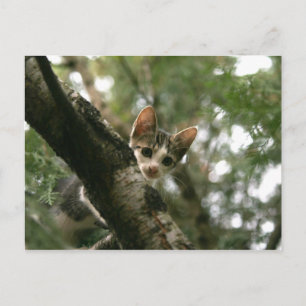 Katze auf dem Baum Postkarte