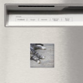 Katze auf dem Gehsteig Magnet (In Situ (Geschirrspüler))