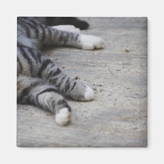 Katze auf dem Gehsteig Magnet (Vorne)