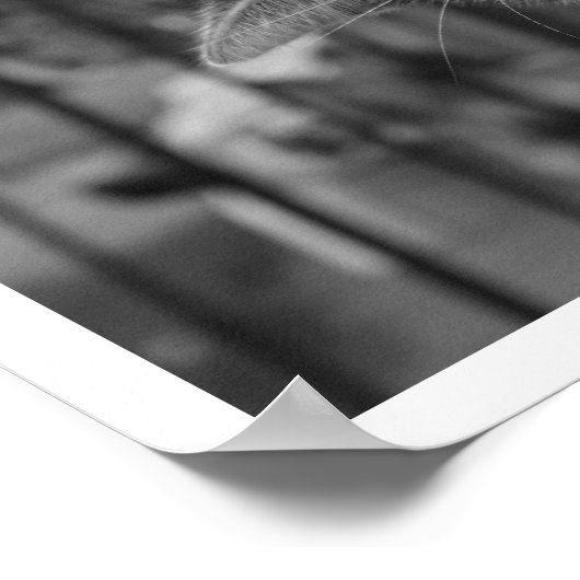 Katze auf dem Ledge Watching Bird Poster (Ecke)