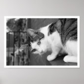 Katze auf dem Ledge Watching Bird Poster (Vorne)