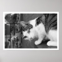 Katze auf dem Ledge Watching Bird