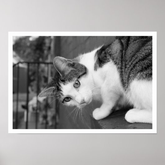 Katze auf dem Ledge Watching Bird Poster (Vorne)