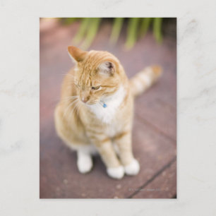 Katze auf dem Pfad zur Zuhause, nah-up (Fokus auf Postkarte