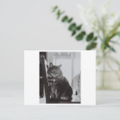 KATZE AUF DER FOTOGRAFIE DES STUHLS POSTKARTE (Stehend Vorderseite)