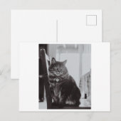 KATZE AUF DER FOTOGRAFIE DES STUHLS POSTKARTE (Vorne/Hinten)