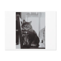 KATZE AUF DER FOTOGRAFIE DES STUHLS