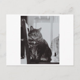 KATZE AUF DER FOTOGRAFIE DES STUHLS POSTKARTE