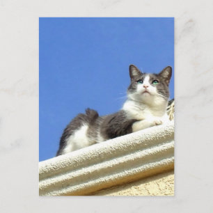 Katze auf einem Balkon Postkarte