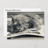"Katze auf einem Buch" Foto Postkarte (Vorne/Hinten)