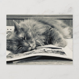 "Katze auf einem Buch" Foto Postkarte