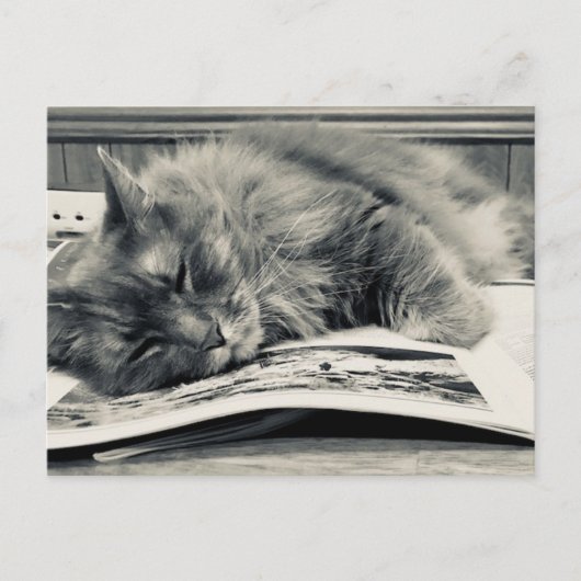 "Katze auf einem Buch" Foto Postkarte (Vorderseite)