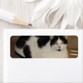 Katze auf einem Sofa (Insitu)