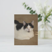 Katze auf einem Sofa Postkarte (Stehend Vorderseite)