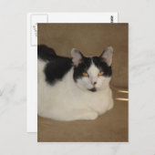 Katze auf einem Sofa Postkarte (Vorne/Hinten)