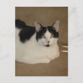 Katze auf einem Sofa Postkarte
