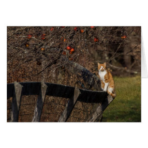 Katze auf einem Zaun