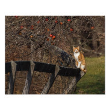 Katze auf einem Zaun