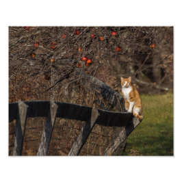 Katze auf einem Zaun Fotodruck