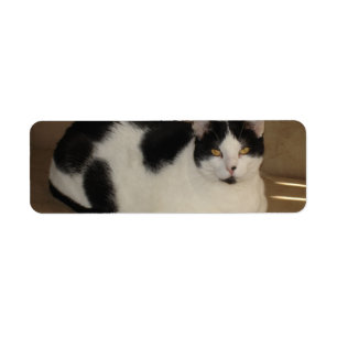 Katze auf einer Couch