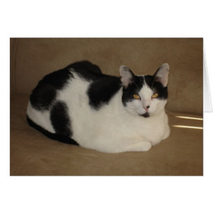 Katze auf einer Couch