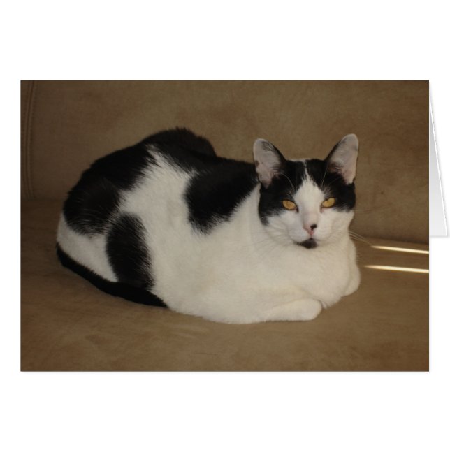 Katze auf einer Couch (Vorderseite (Horizontal))